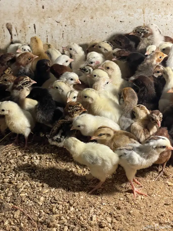 صيصان بلدي وفيومي للبيع 2