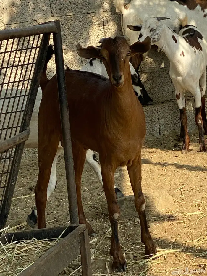 ذبايح. للبيع موقع المجارده خلف الرايه. متوفر تابي وتمارا. 0