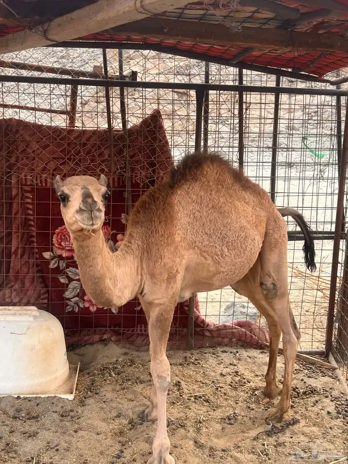 ناقه وقعود 2