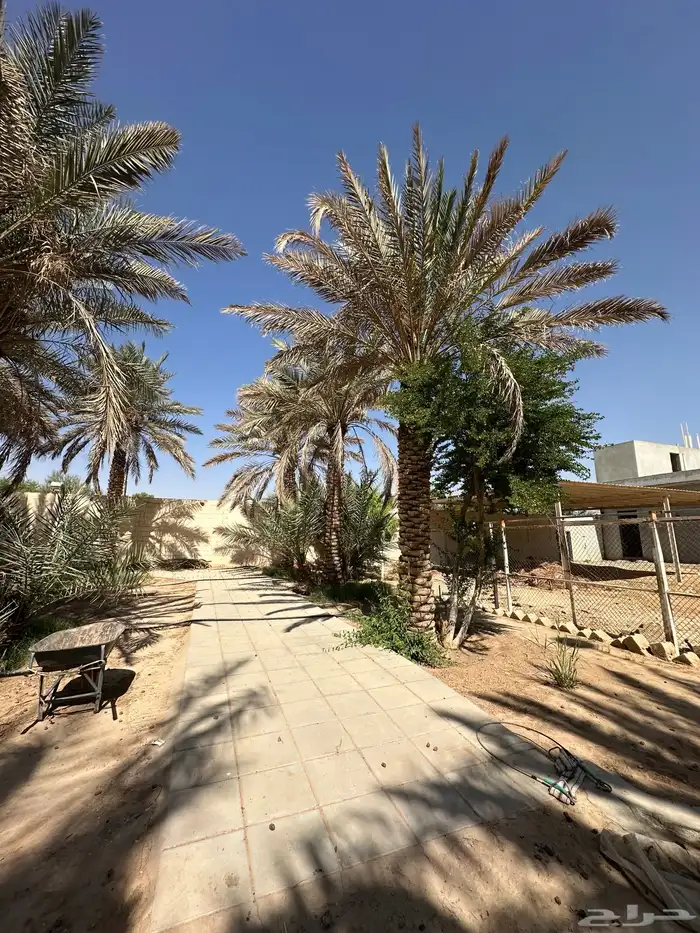 نخل نقايل من متر وفوق 5