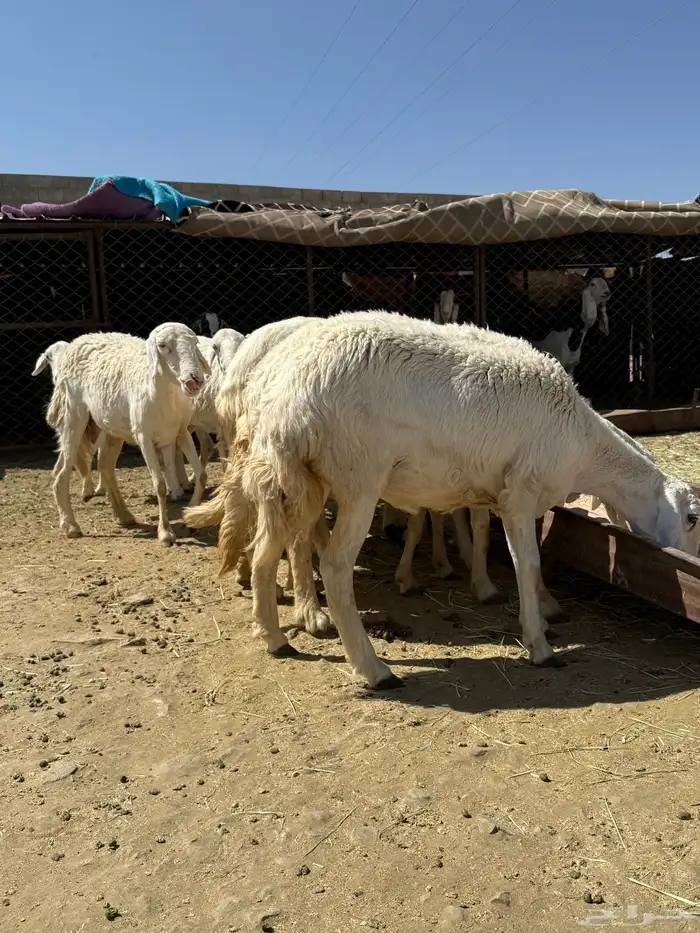 ضان حرش دفع 1