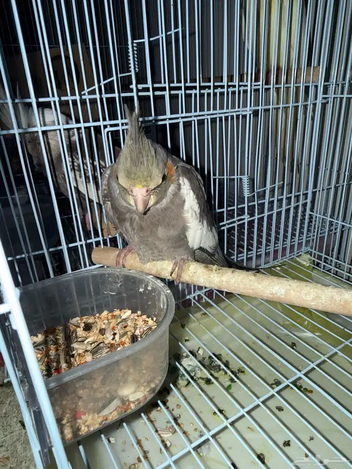 فرخ كروان عمره 3 شهور للبيع 0