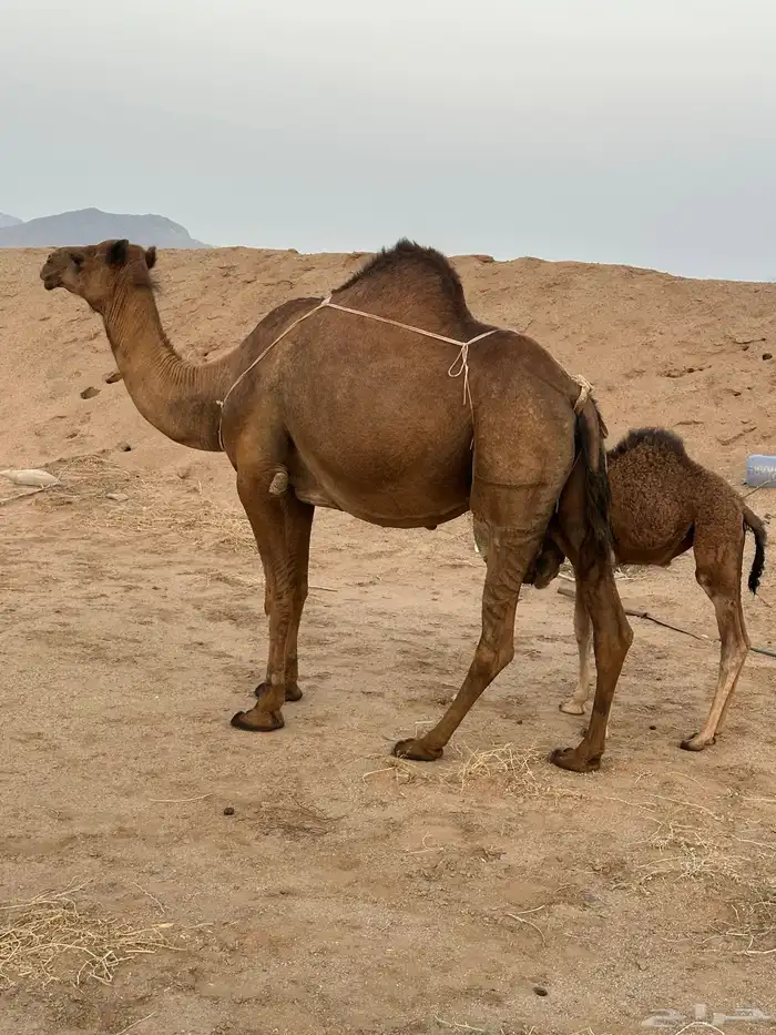 خلفات سواحل مصاغير ( تم البيع ) 8