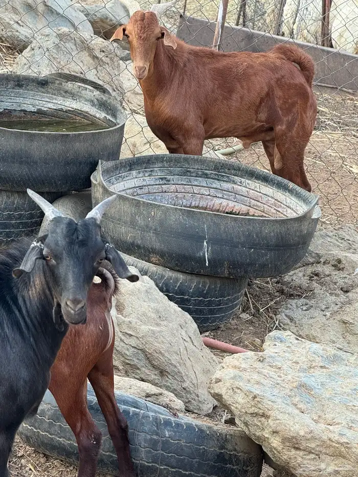 تيوس ذبايح 0