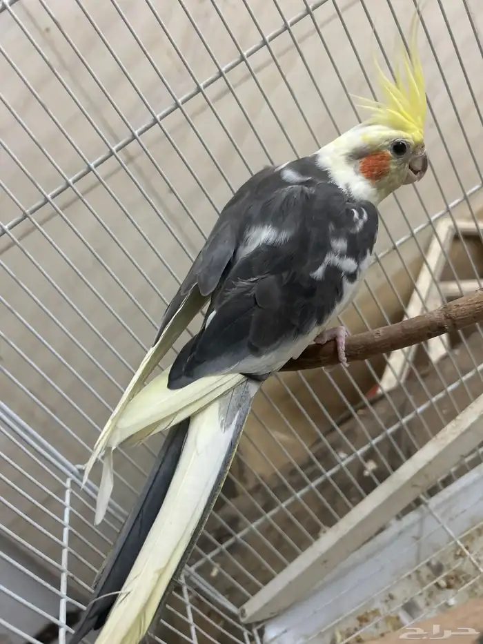 طير كروان ذكر 2