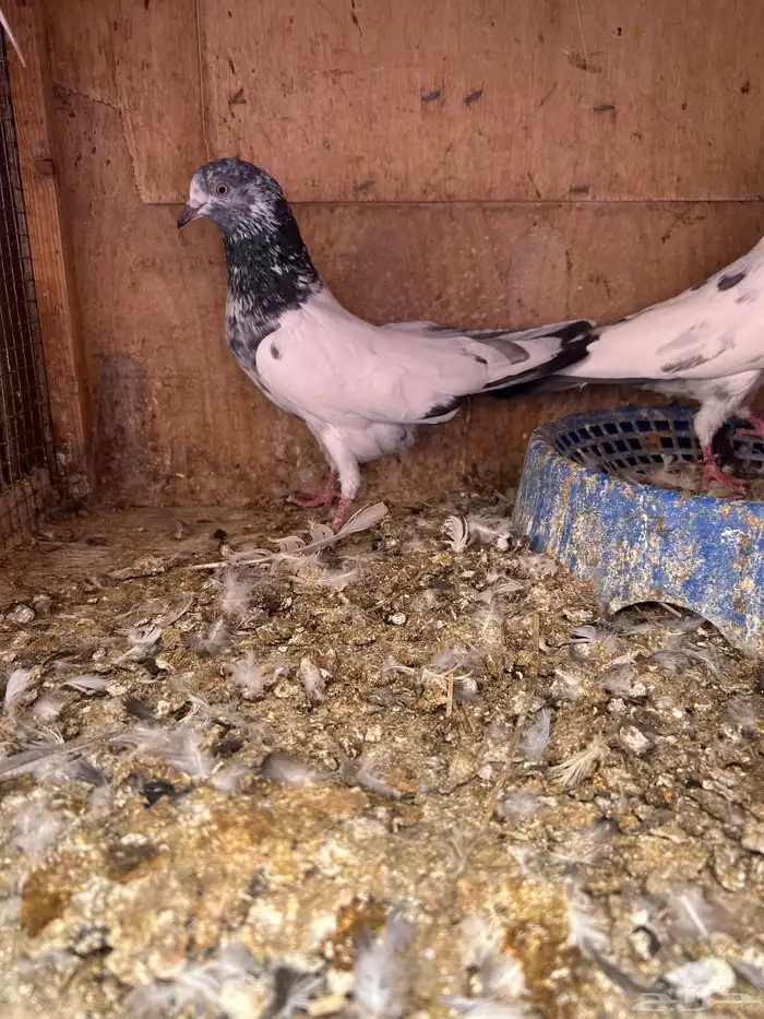 حمام باكستاني 4