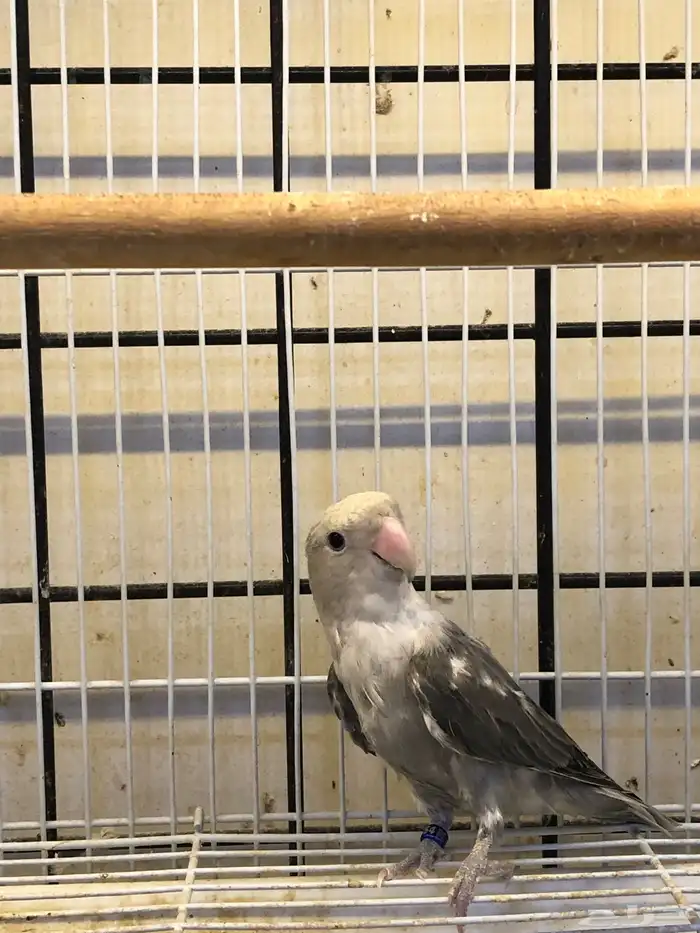 انثى روز منتجه 0