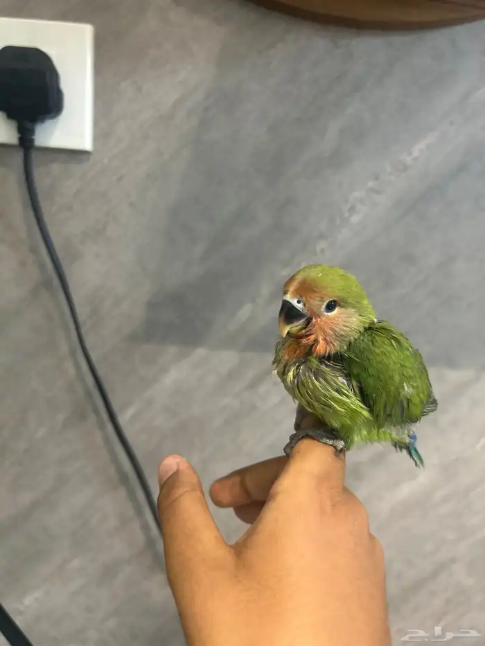 طير روز فرخ لون اخضر بدون أغرضه كلشي بدون 1