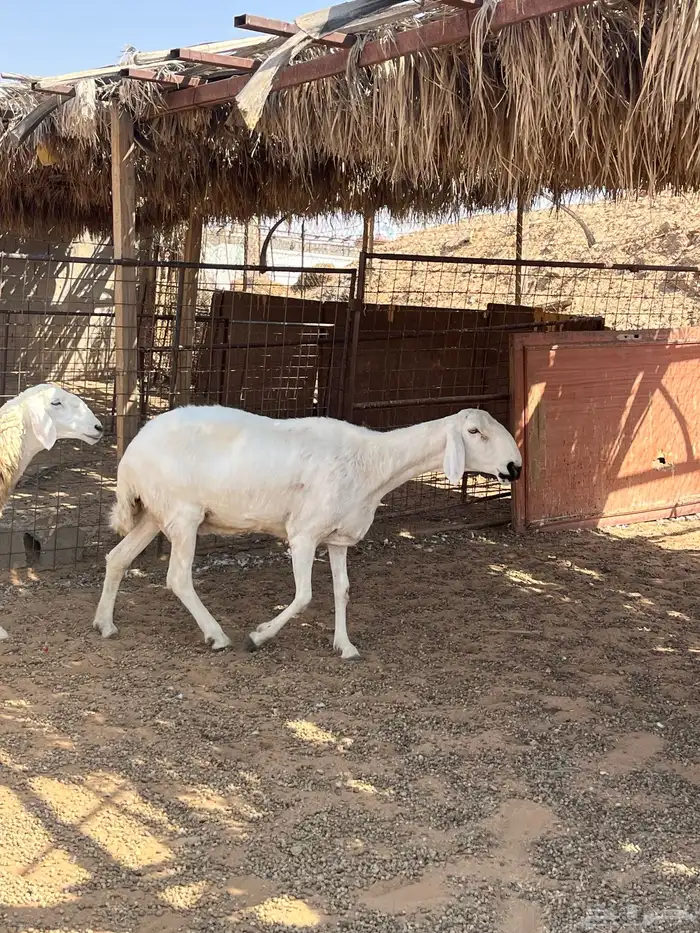 للبيع رخال حريات 3