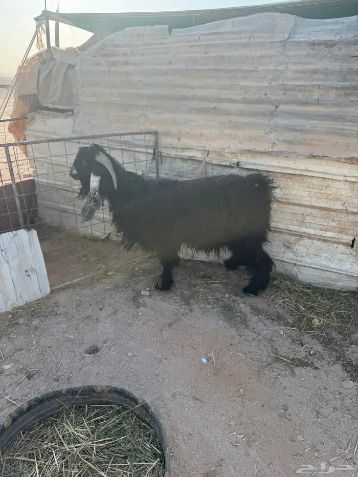 تيس فحل عارضي شرط القريع 4