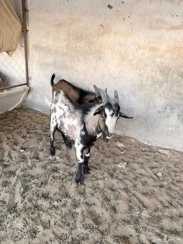 تيوس قزمية 9