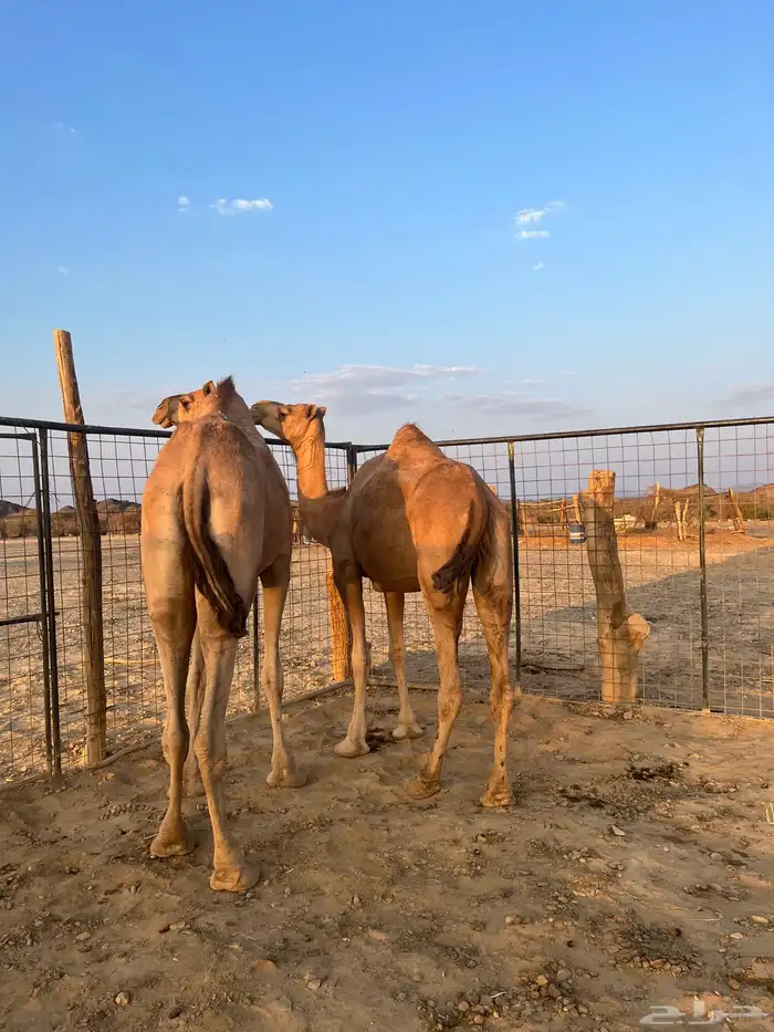 نياق مبيوعه عيالها 2