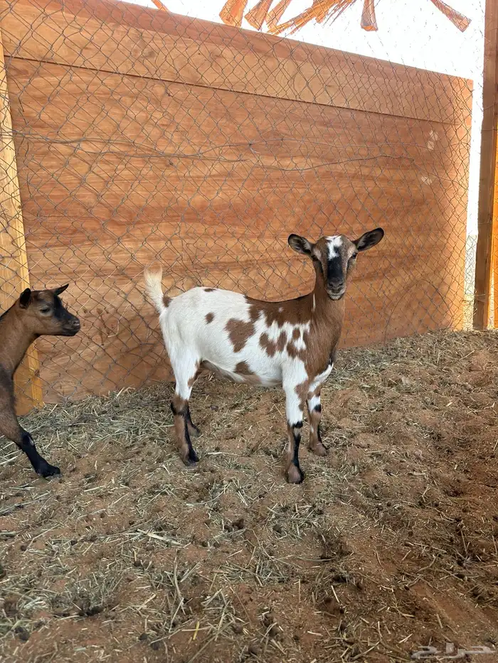 معزا قزميات قزم 6