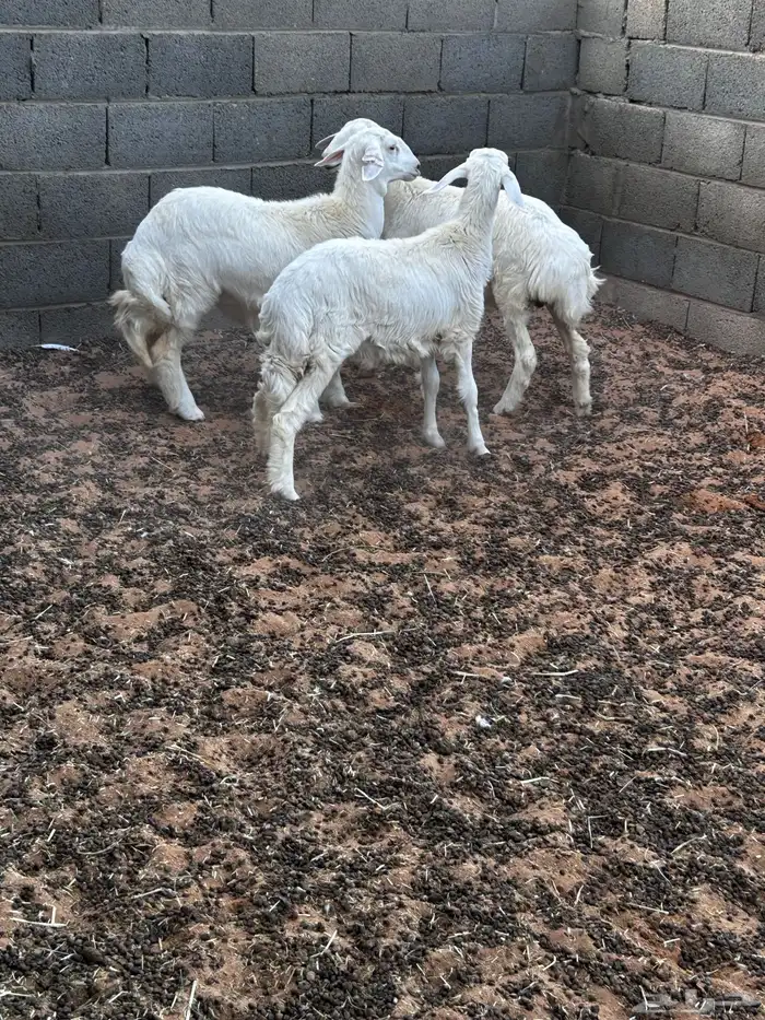 رخال حريات العدد 3 العمر 6 شهور 0