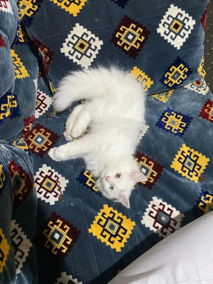 قط شيرازي ذكر العمر 2 شهرين 3