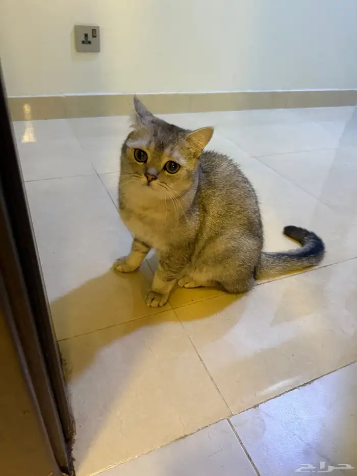 قط سكوتش ستريت للتبني 0