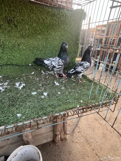 السلام عليكم index