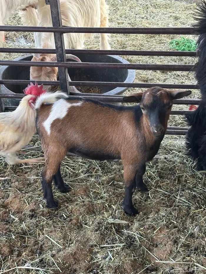 معزا قزميات قزم 3