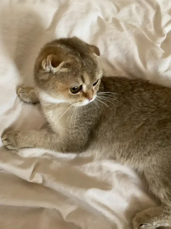 انثى سكوتش فولد 1