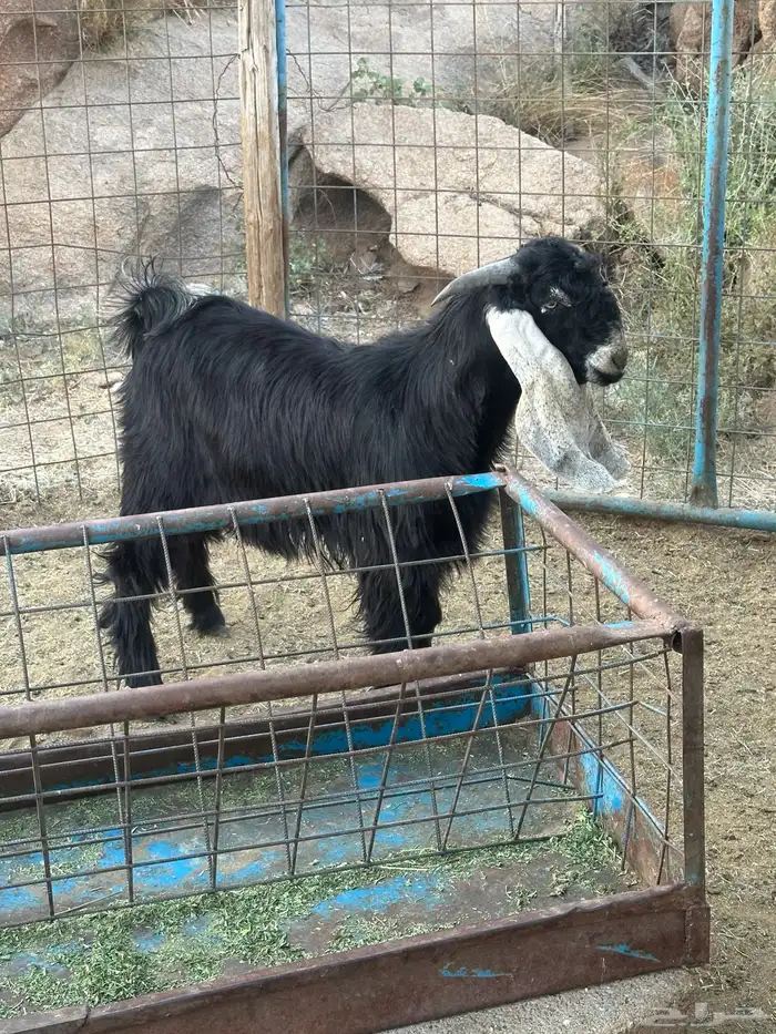 تيس عارضي عمره فوق سته شهور. مقفل شحم ويصلح فحل 2