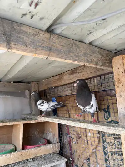 زوج رامبوري اساس توب index