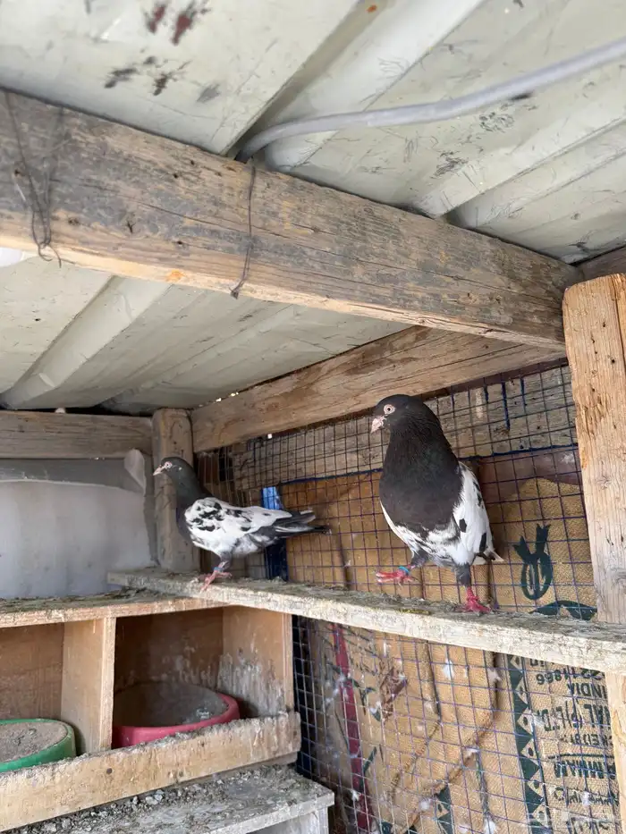 زوج رامبوري اساس توب 4