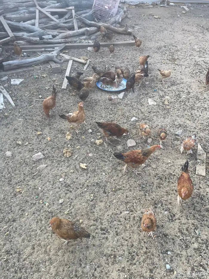 فروخ حضان شرط 5