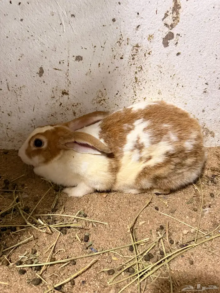 ارانب بلديه منتجه 4