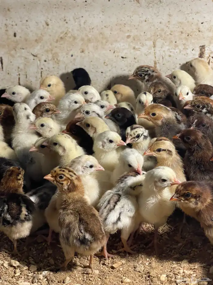 صيصان بلدي وفيومي للبيع 1