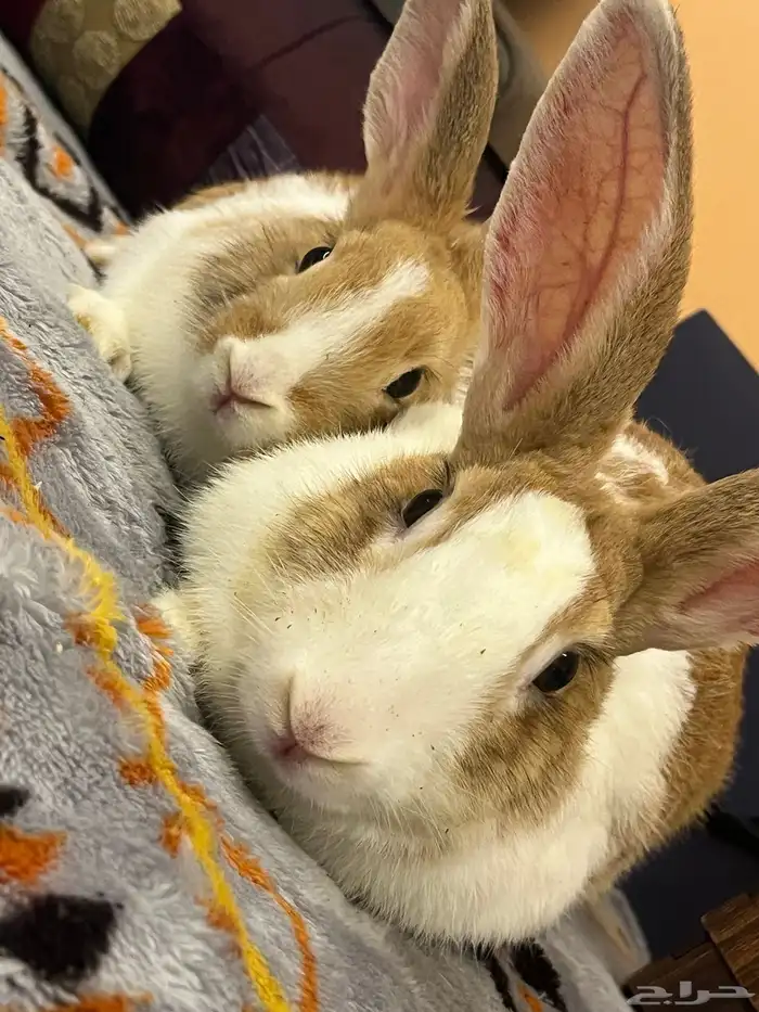 أرنب Golden dutch 0