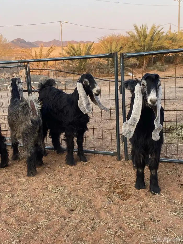 معزا عوارض صنف جفار(تم البيع) 7