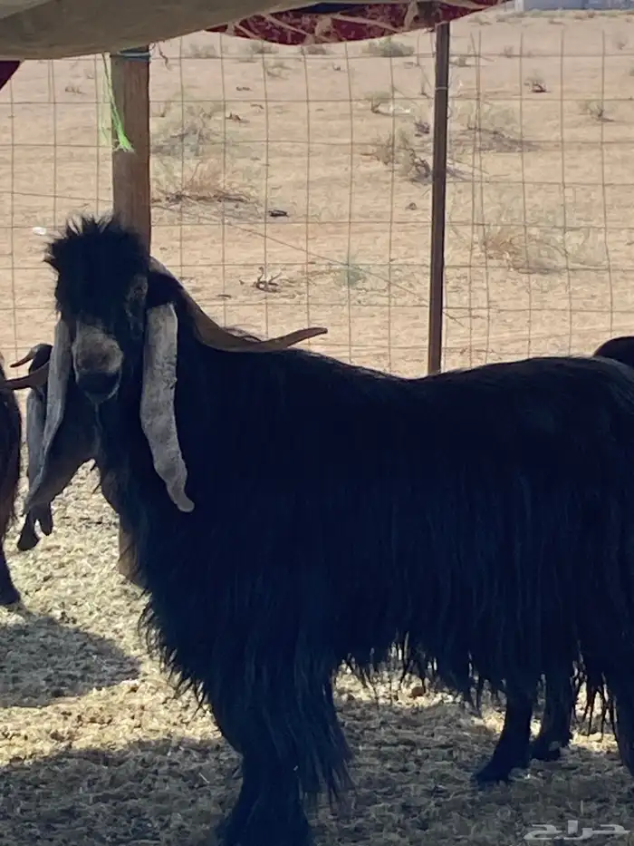 تيس فحل عارضي اسود 0