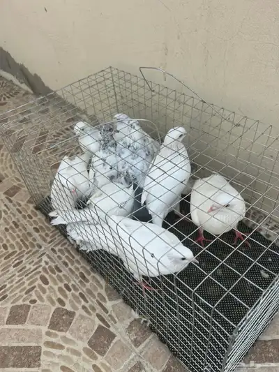 الحمام للبيع index