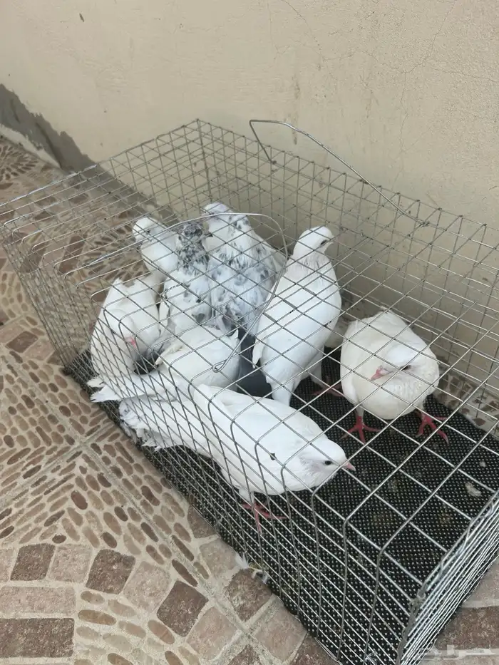 الحمام للبيع 0