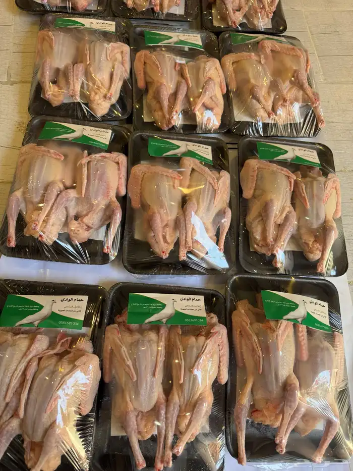 زغاليل حمام فرنسي 1