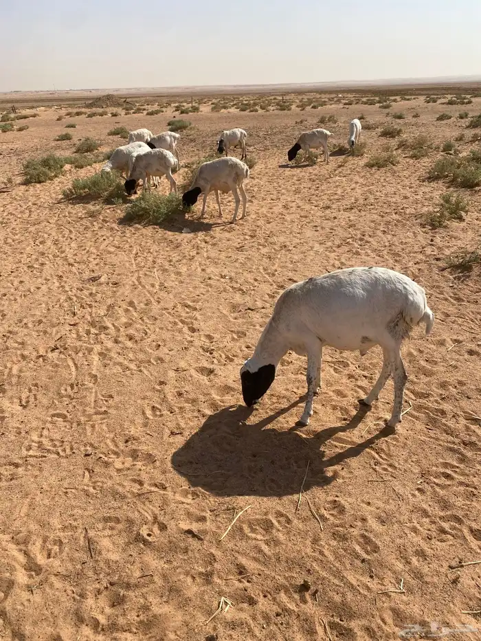 برابر مرابي 0