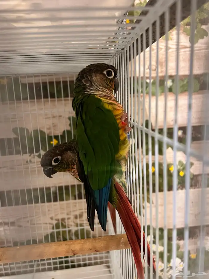 ازواج كنيور يلوسايد 4