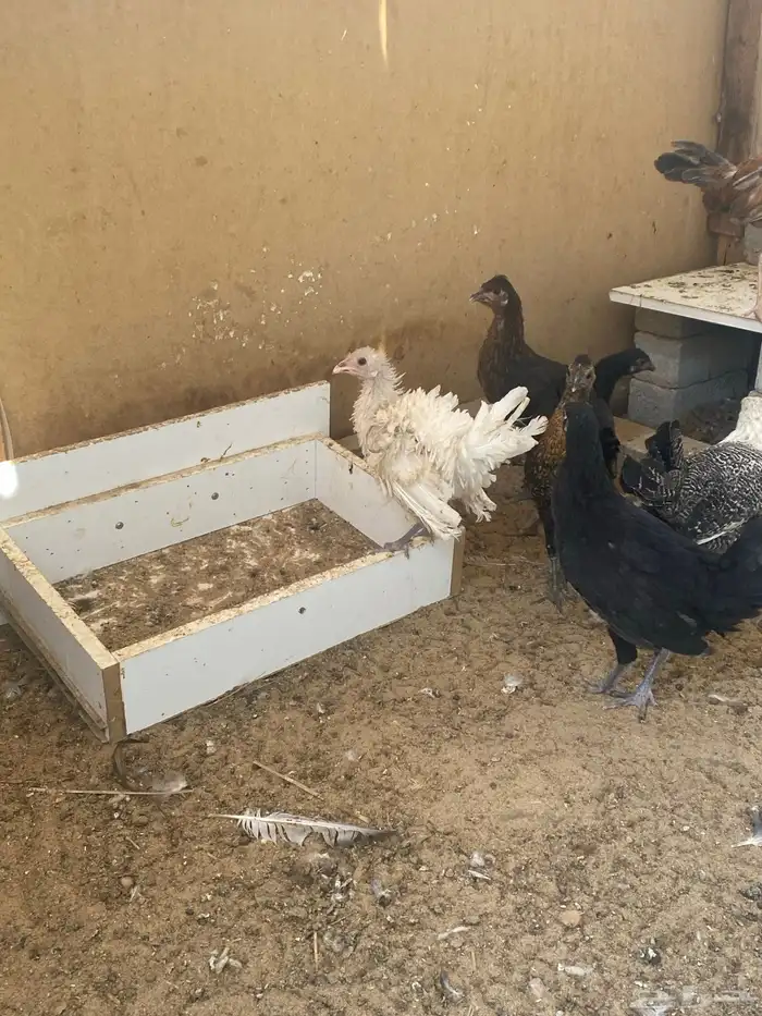 دجاج للبيع 3