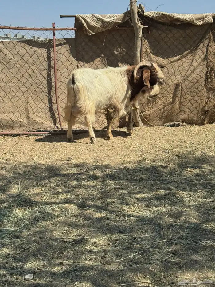 تيس بور قيت 1