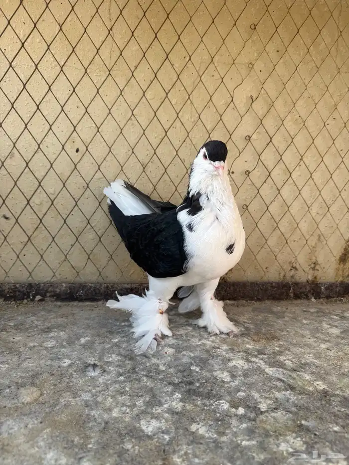 حمام شيرازي 1