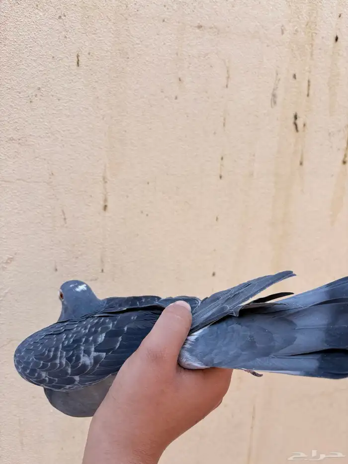 ذكر زاجل سباق 1