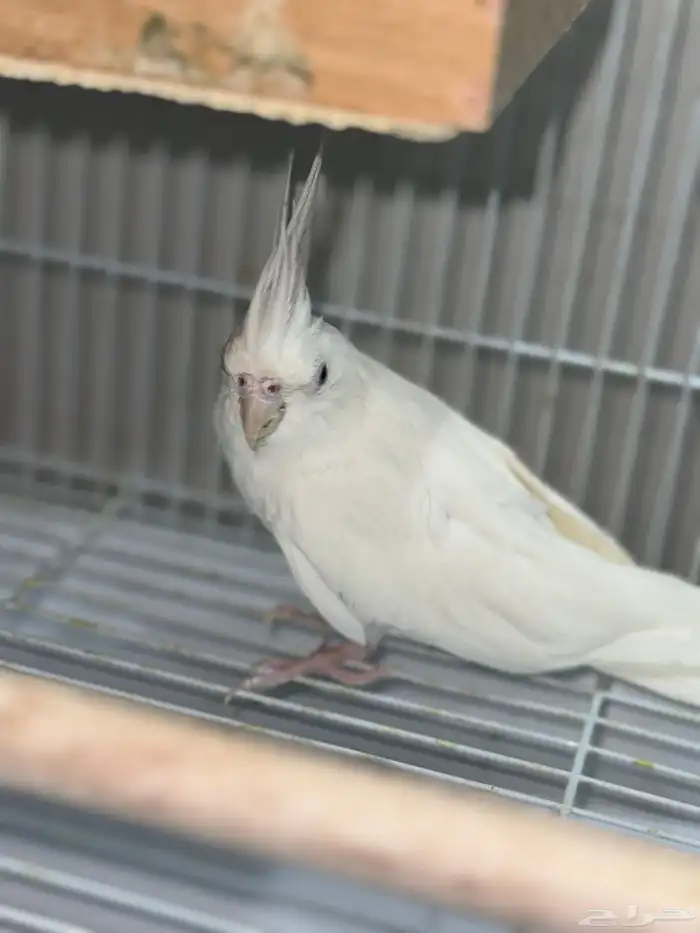 جوز كروان البينو عيون حمر 2