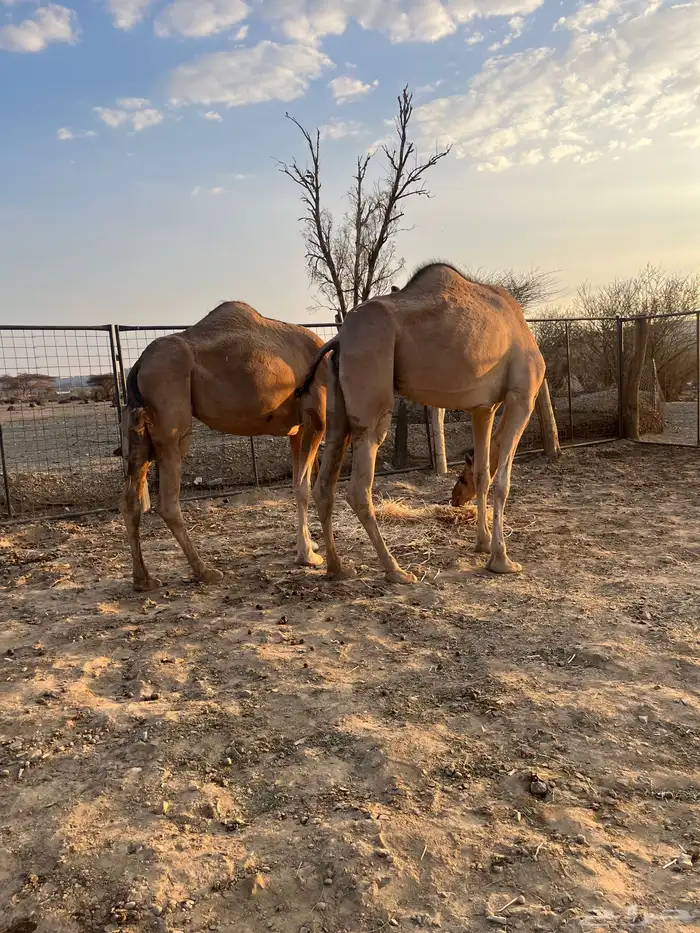 نياق مبيوعه عيالها 17