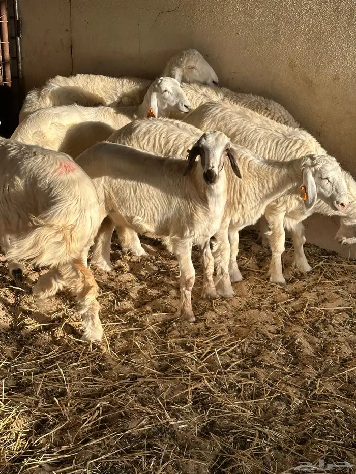 رخال حريات للبيع 0