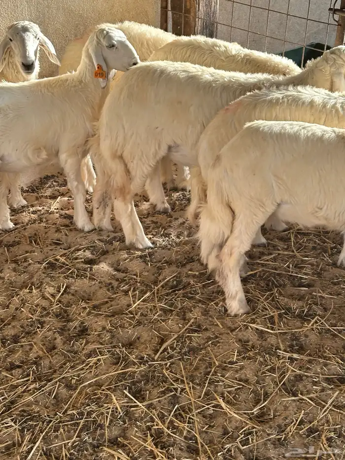 رخال حريات للبيع 1