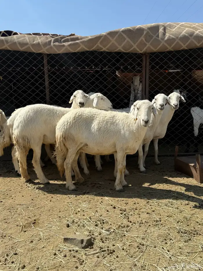 ضان حرش دفع 2