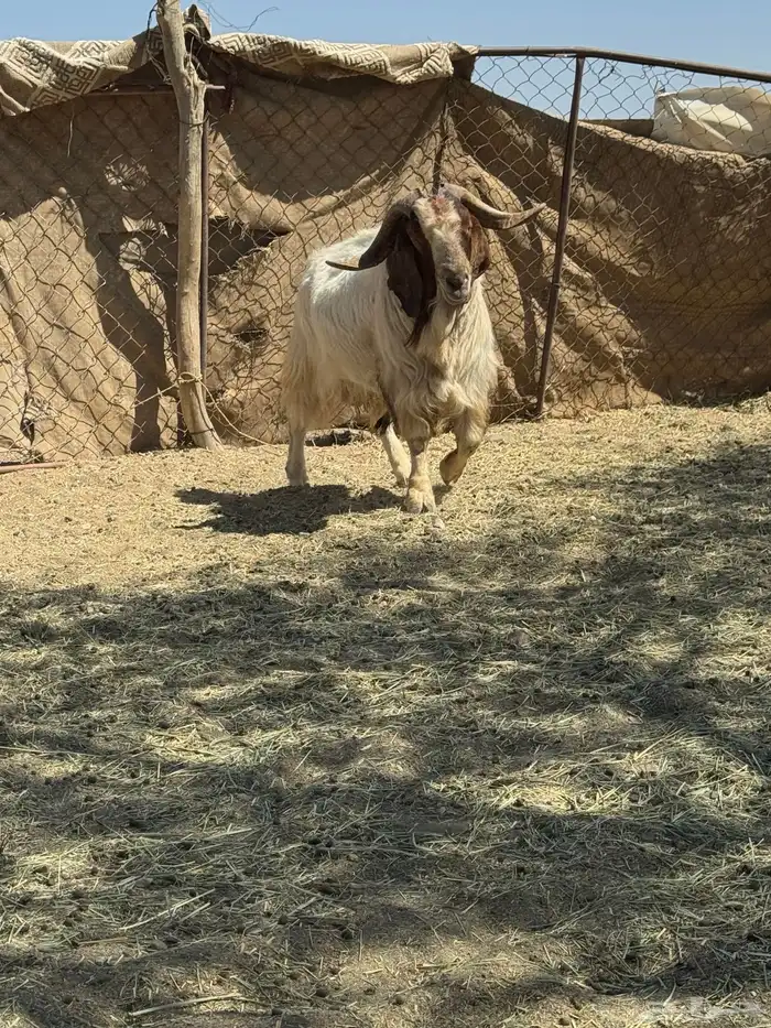 تيس بور قيت 2