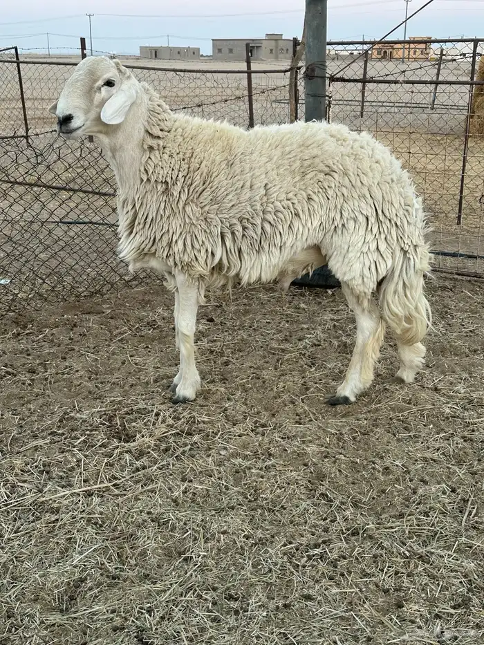 فحل حري طيب 4