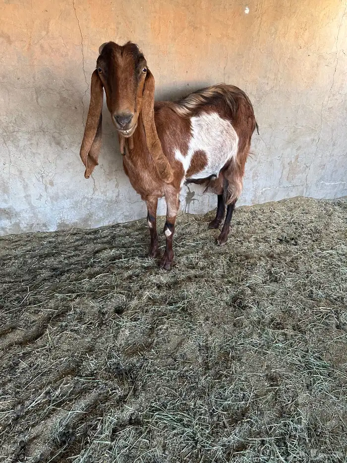 عنز مشروكه طيبه جرم طيب حدرها اثنين تيوس 3