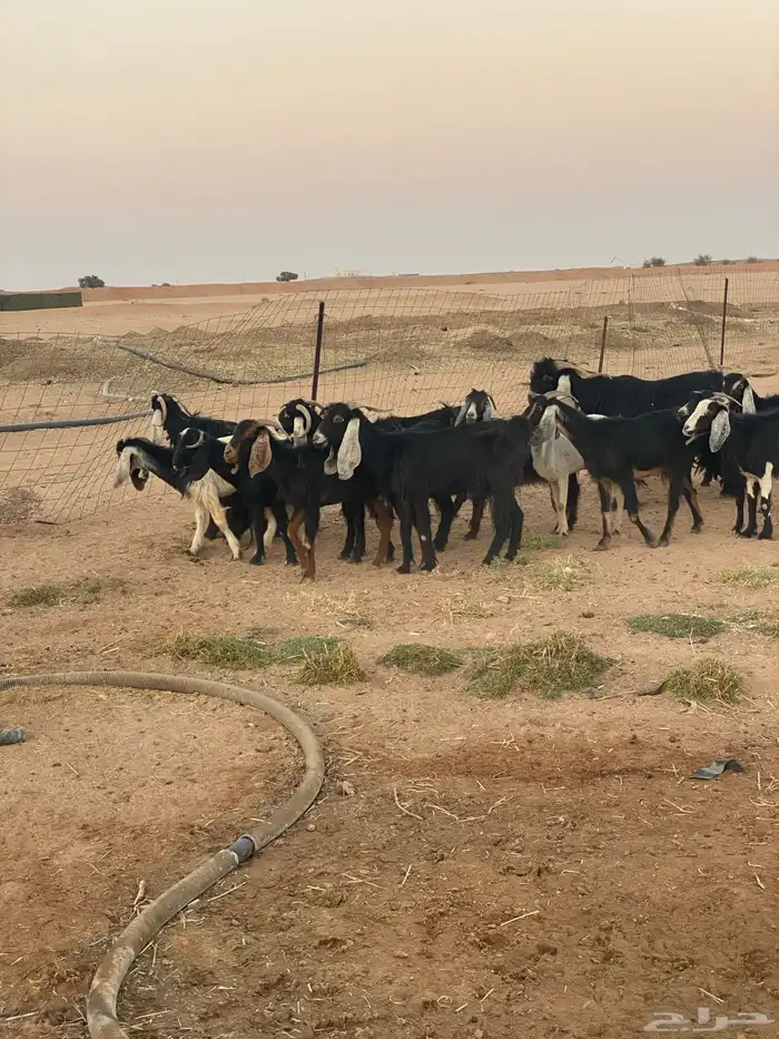 معزا للبيع 10